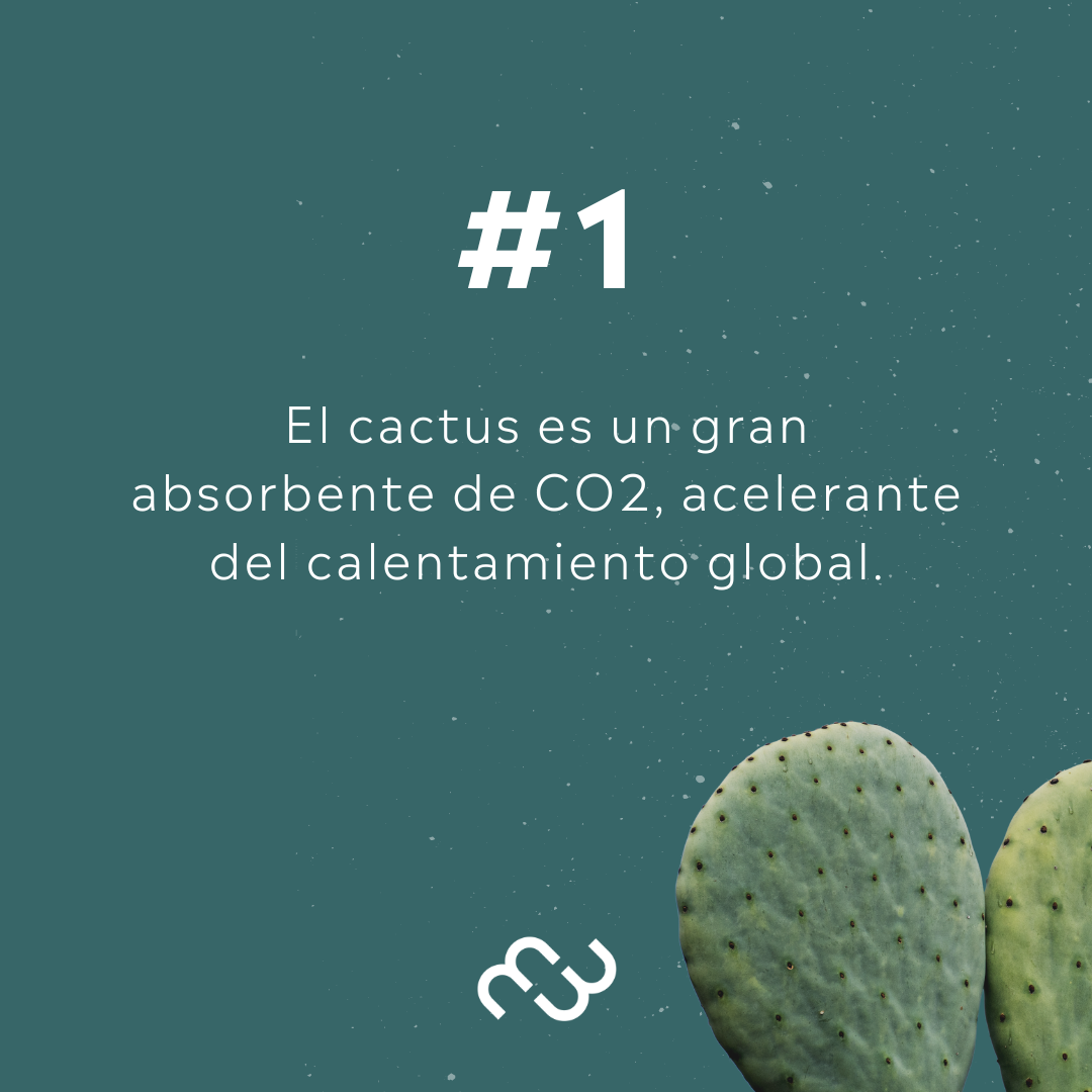 Ema Flat - Vegano de Cactus - FP