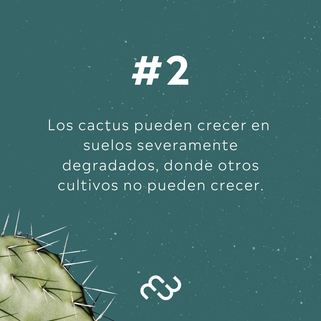 Ema Flat - Vegano de Cactus - FP